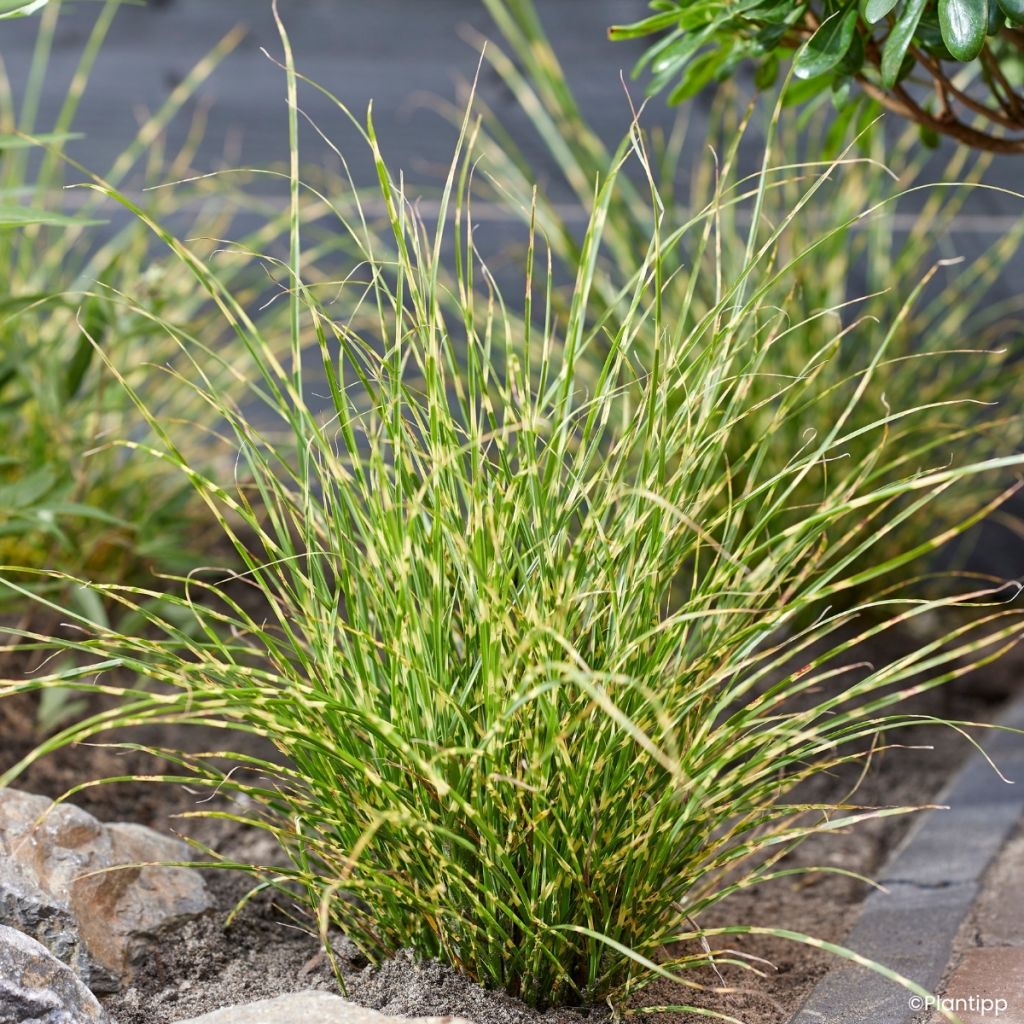 Miscanthus sinensis Little Tiger - Eulalie, Roseau de Chine