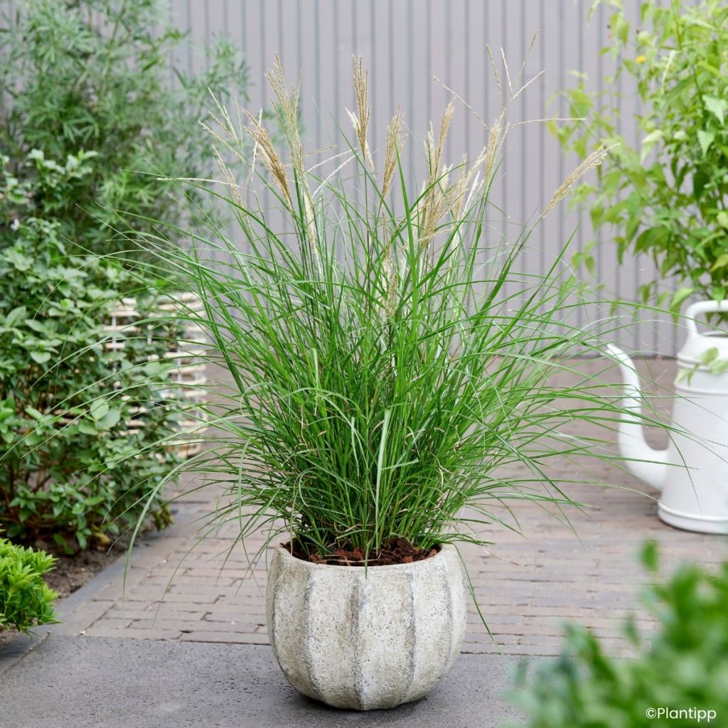 Miscanthus sinensis Missmini - Eulalie, Roseau de Chine