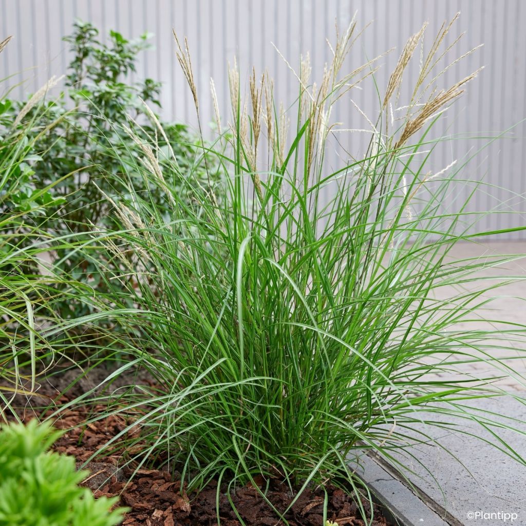 Miscanthus sinensis Missmini - Eulalie, Roseau de Chine