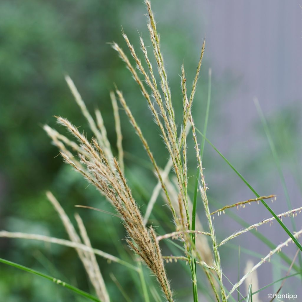 Miscanthus sinensis Missmini - Eulalie, Roseau de Chine