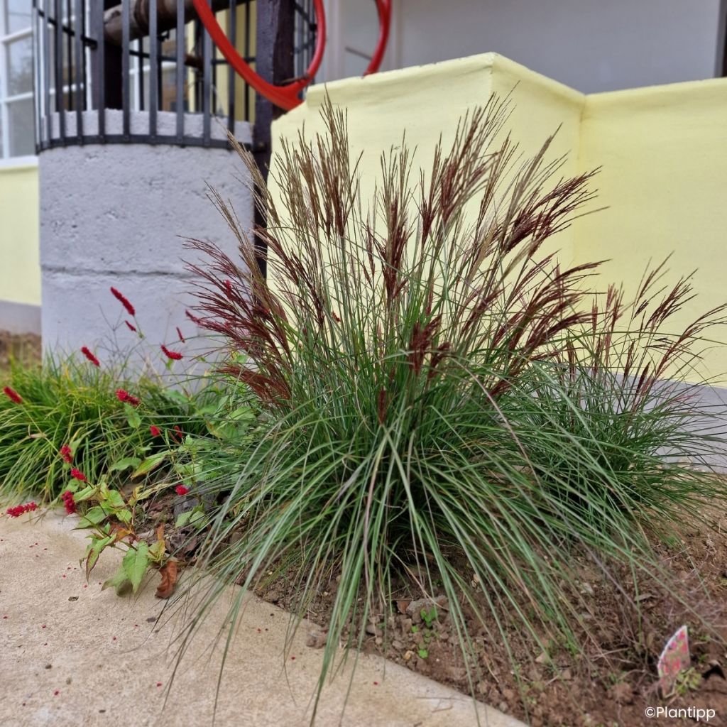 Miscanthus sinensis Missmini - Eulalie, Roseau de Chine