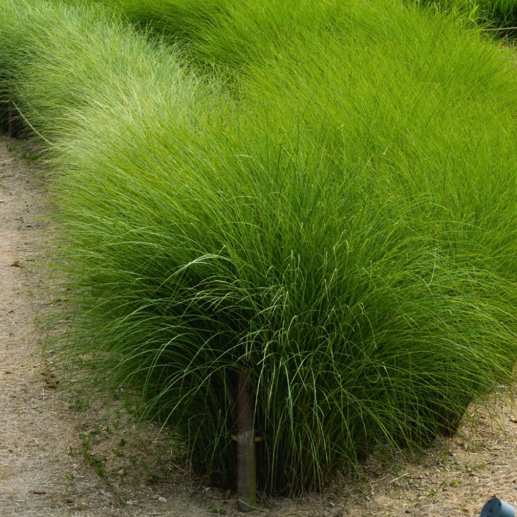 Miscanthus sinensis Gracillimus - Eulalie 