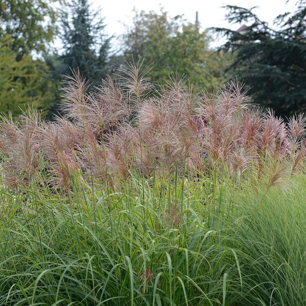 Miscanthus transmorrisonensis Sunset - Roseau de Chine
