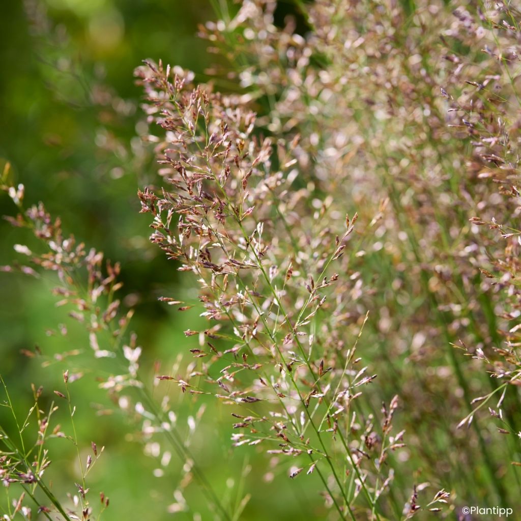 Molinia caerulea Banshee - Molinie bleue