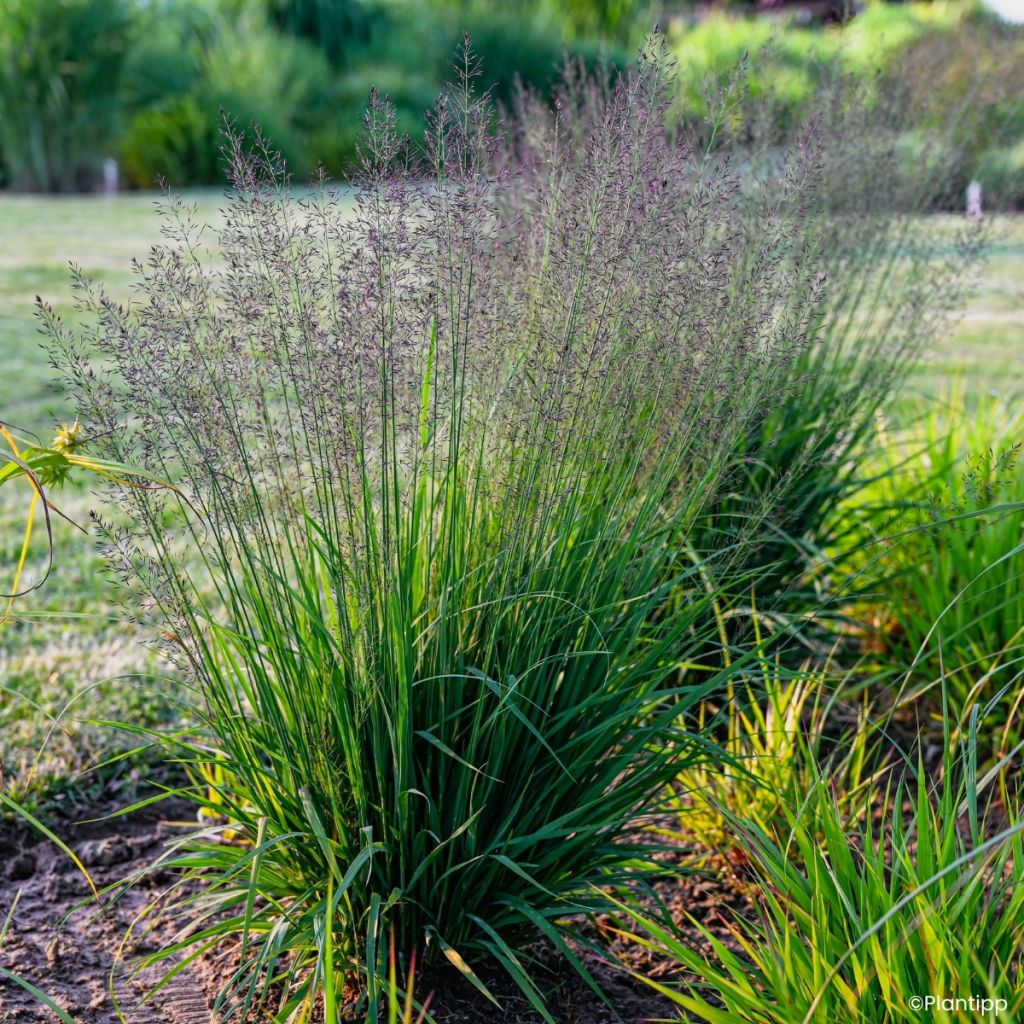 Molinia caerulea Banshee - Molinie bleue