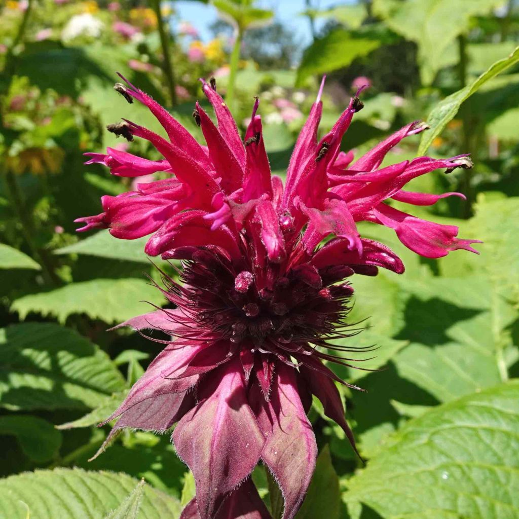 Thé d'Oswego Cambridge Scarlet - Monarde Cambridge Scarlet - Monarda Bergamote 