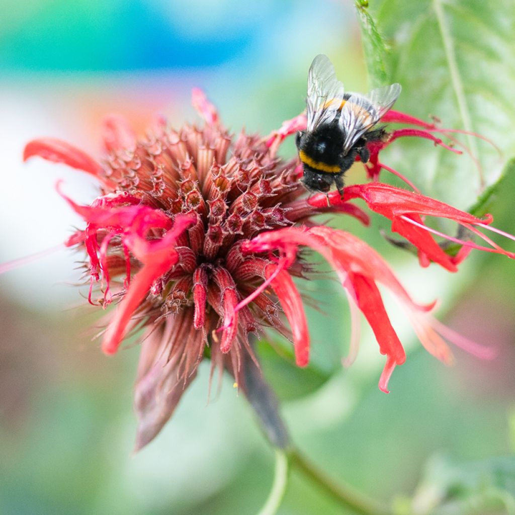 Monarde Jacob Cline - Bergamote rouge