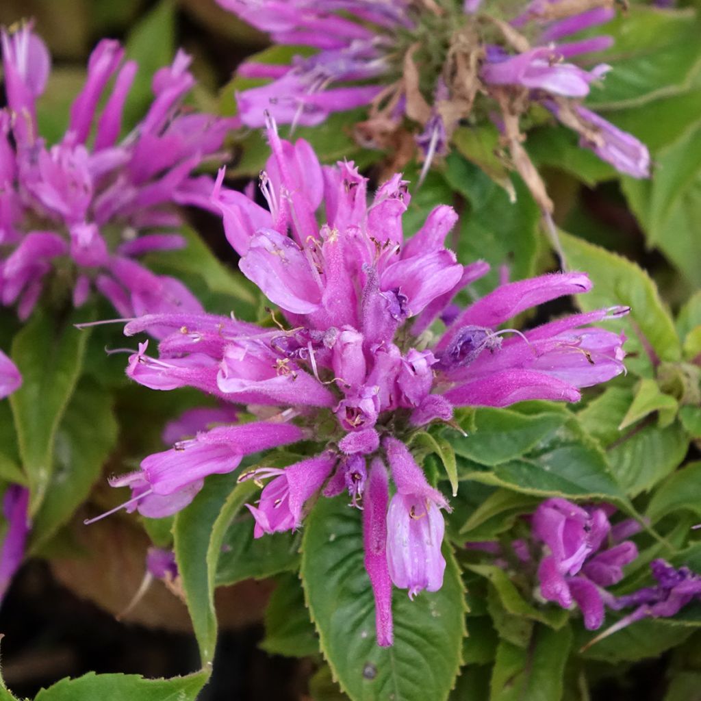 Monarde Petite Delight - Bergamote naine, rose franc.