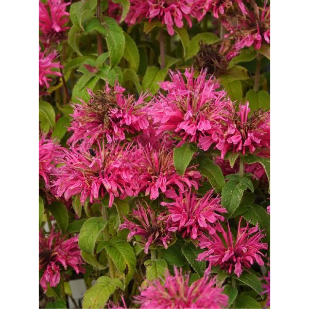 Monarde Cranberry Lace - Bergamote rose pourpré
