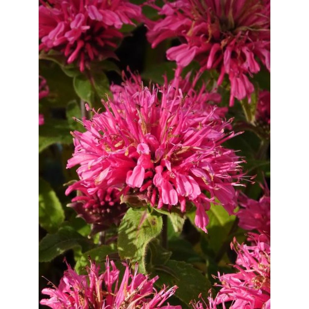 Monarde Cranberry Lace - Bergamote rose pourpré