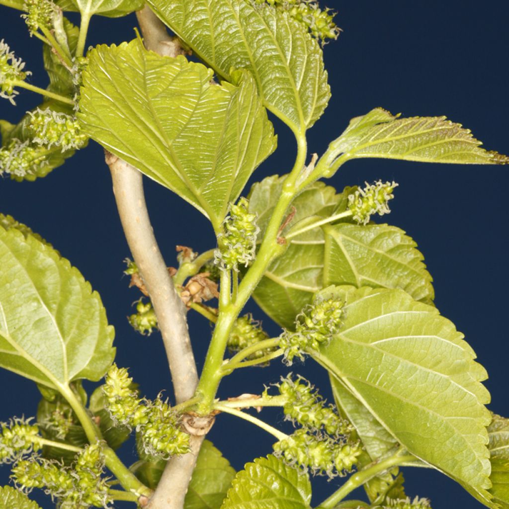 Morus latifolia Spirata - Mûrier à larges feuilles tortueux