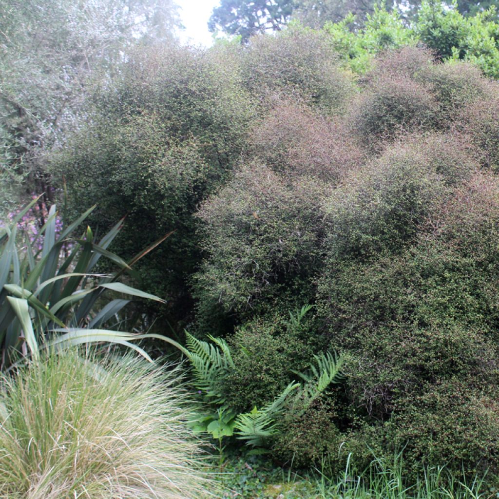 Muehlenbeckia astonii - lentille arbustive