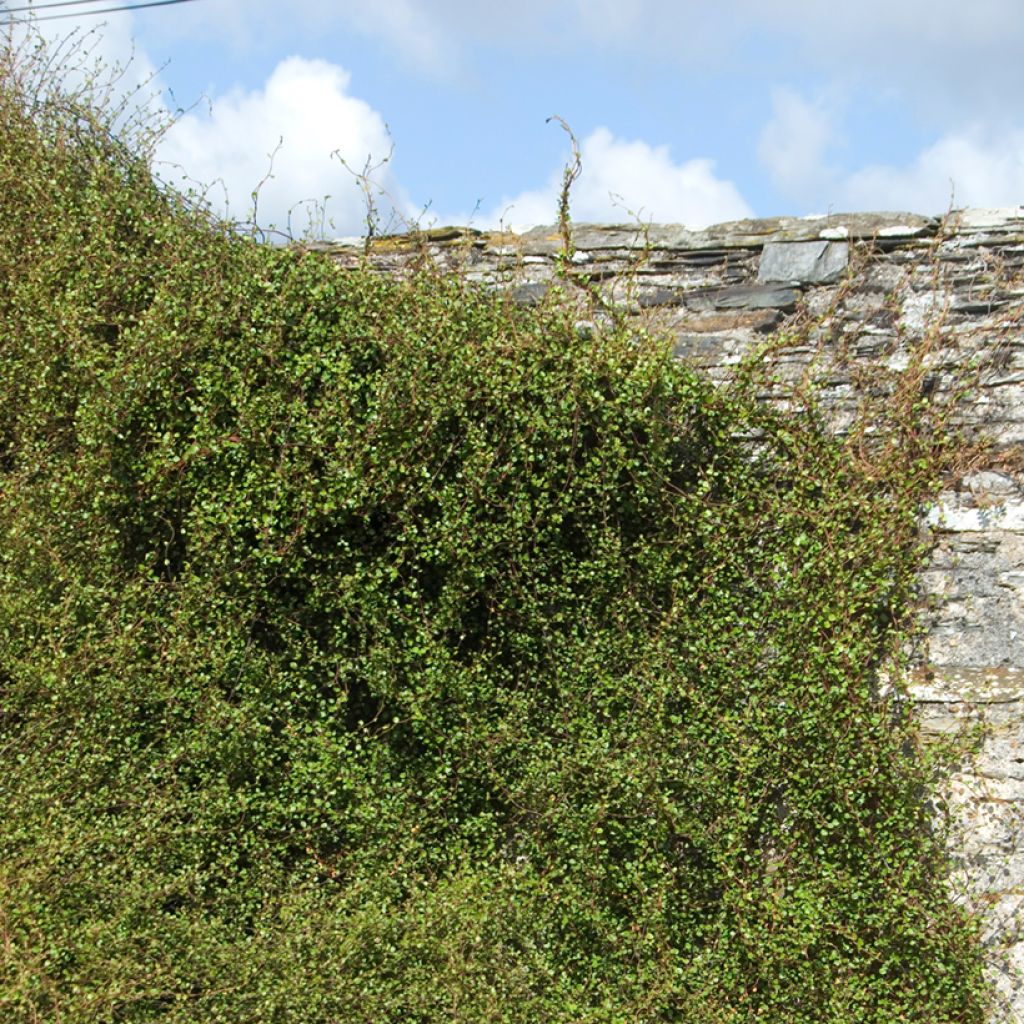 Muehlenbeckia complexa 