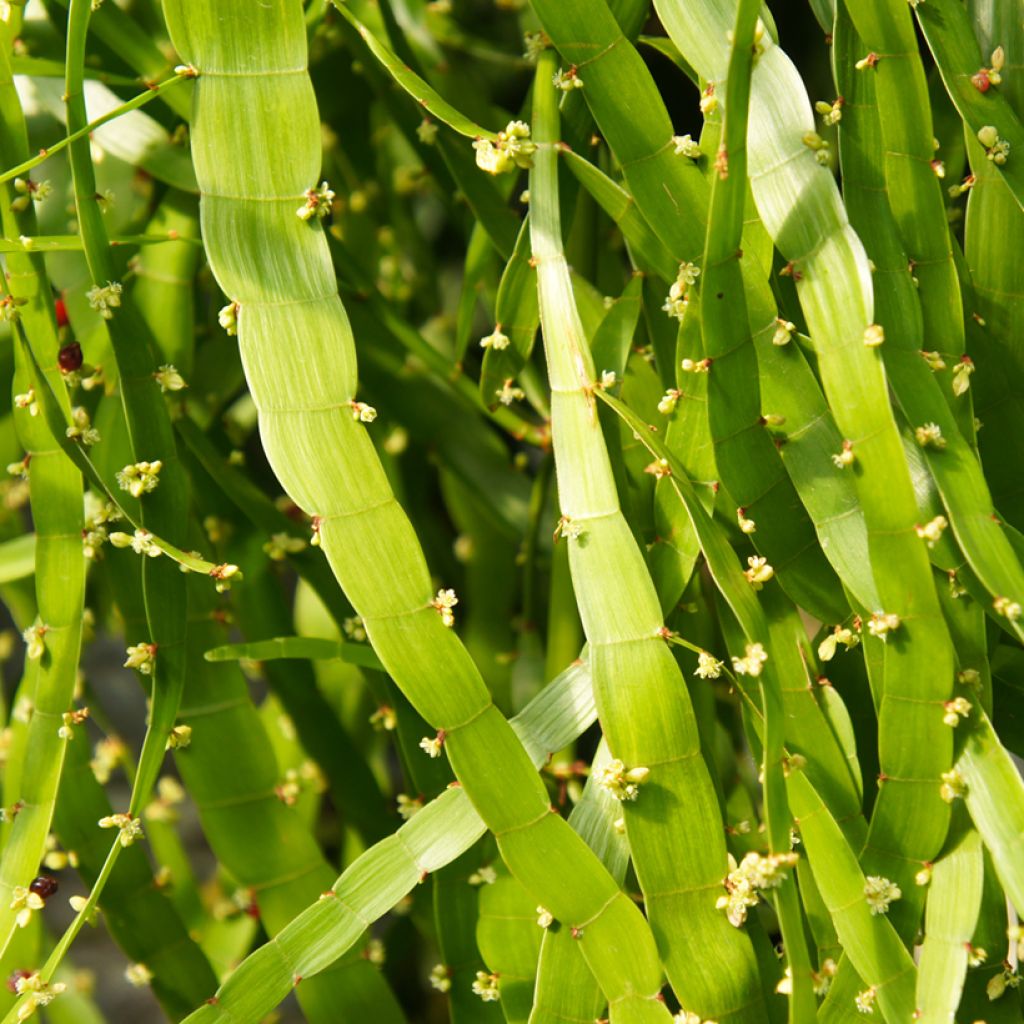 Muehlenbeckia platyclada - Plante ruban