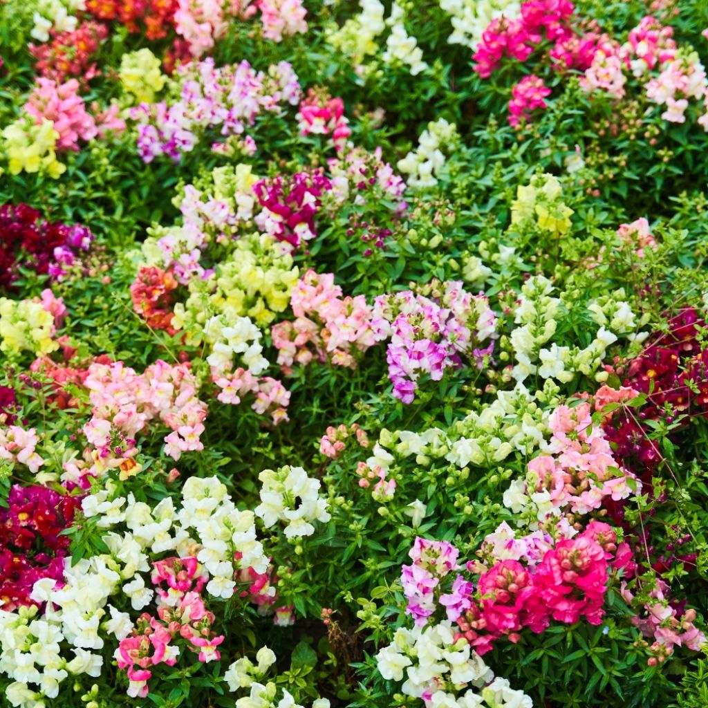 Graines de Muflier nain Rainbow en mélange - Antirrhinum majus