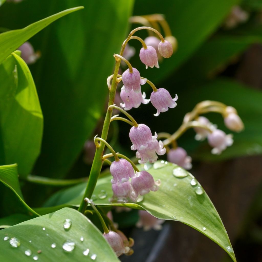 Muguet Rose - Convallaria majalis Rosea