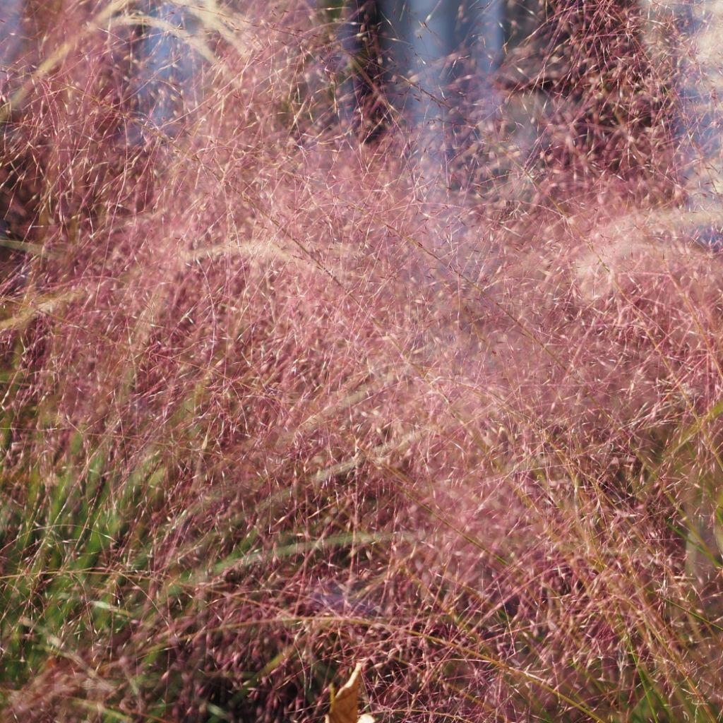 Muhlenbergia capillaris