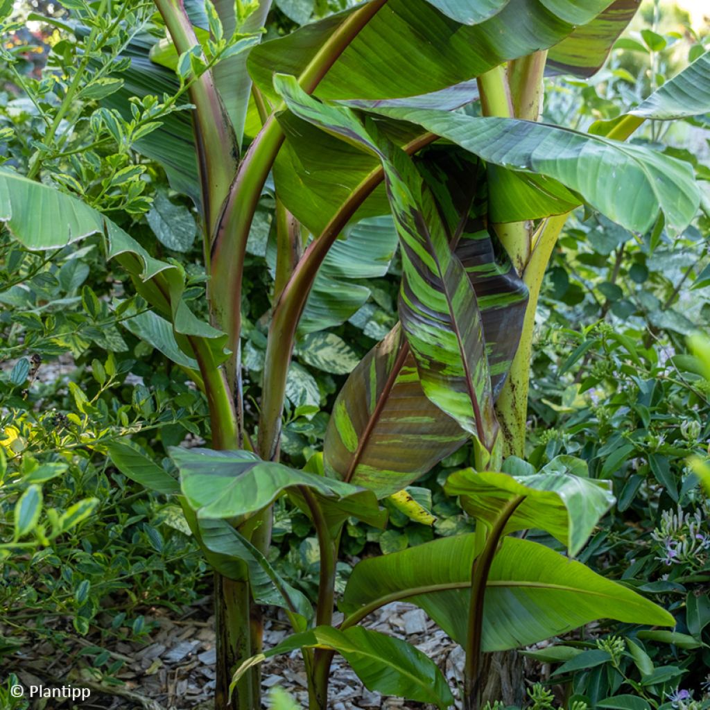 Musa sikkimensis Ever Red - Bananier du Sikkim