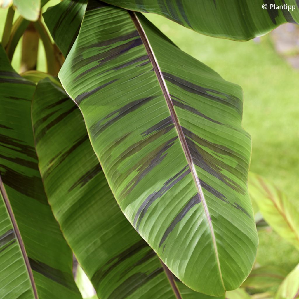 Musa sikkimensis Ever Red - Bananier du Sikkim
