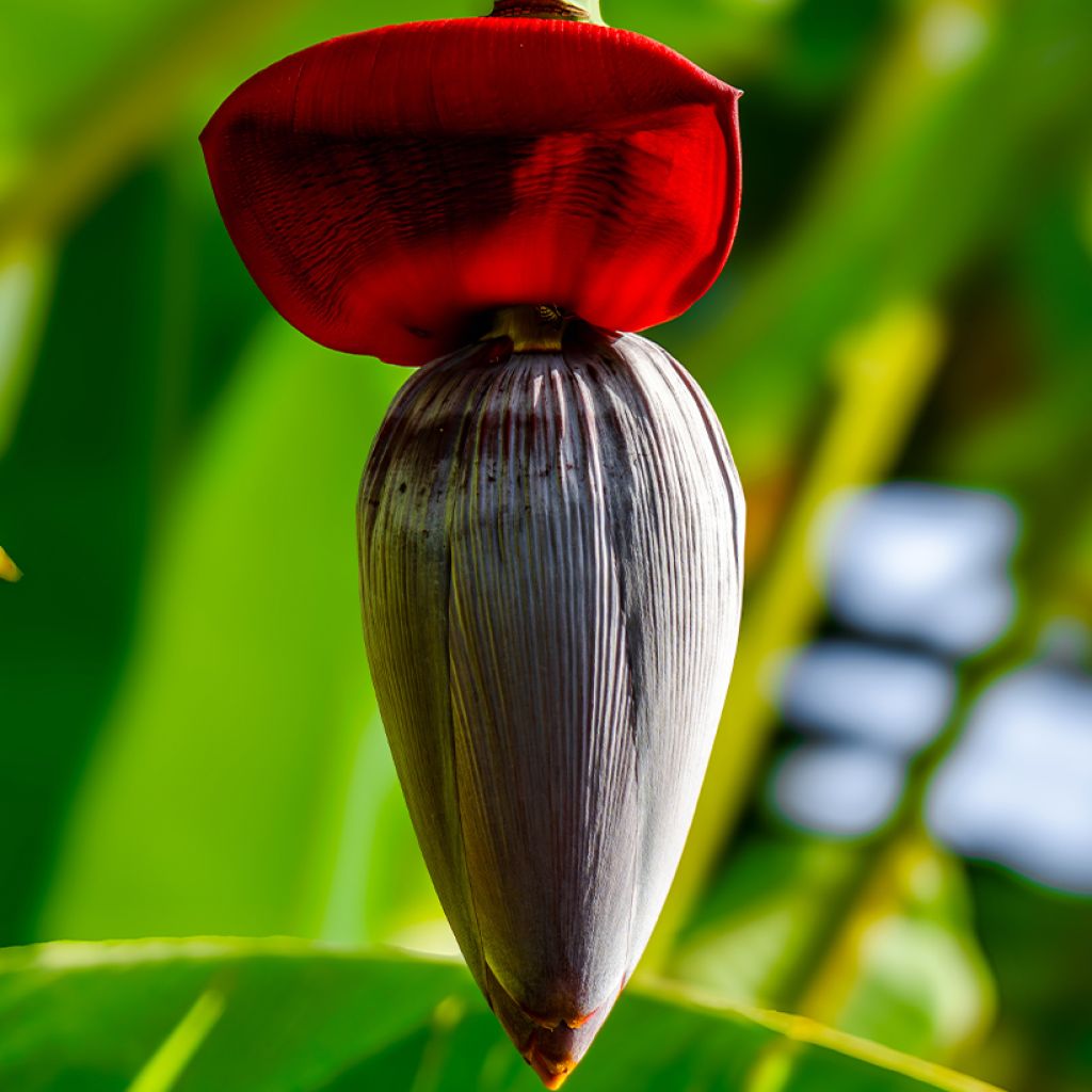 Bananier - Musa acuminata Ice Cream