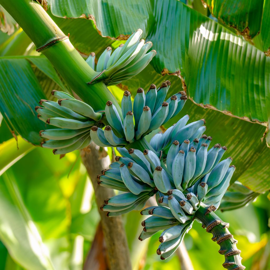 Bananier - Musa acuminata Ice Cream