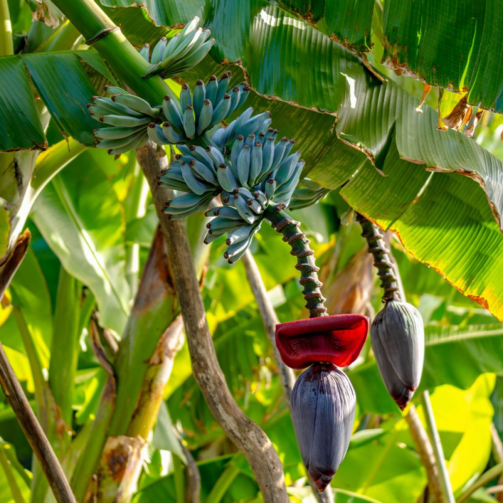 Bananier - Musa acuminata Ice Cream