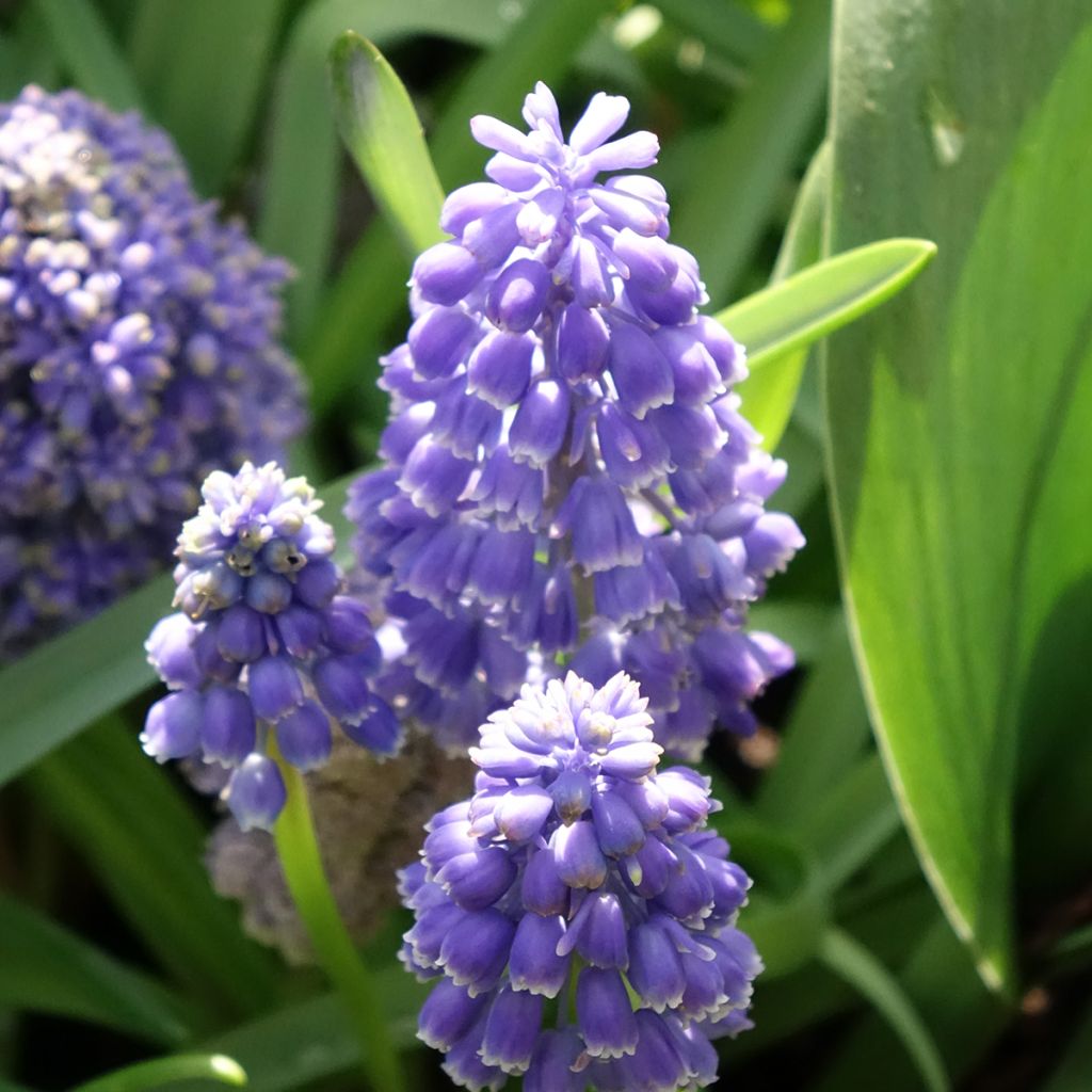 Muscari armeniacum Fantasy Creation