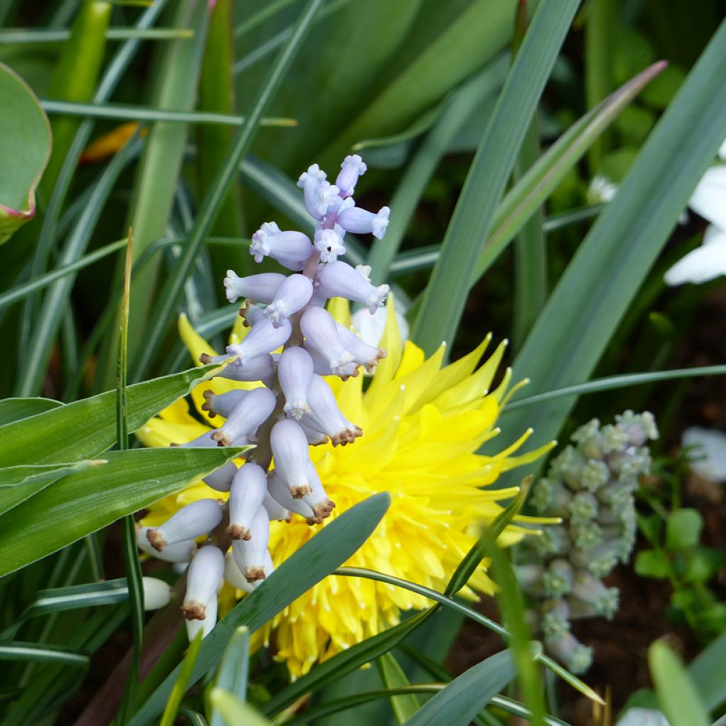 Muscari muscarimi (racemosum)