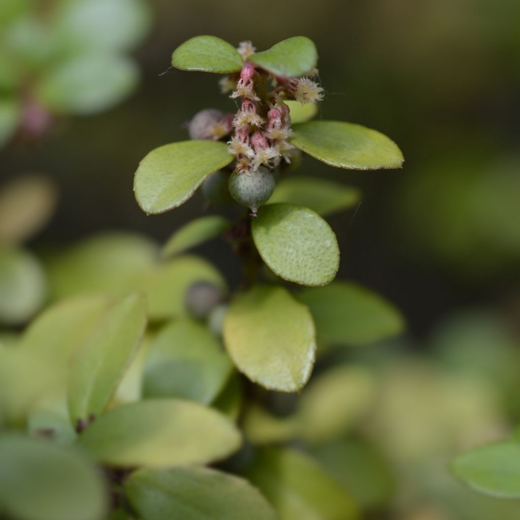 Myrsine africana - Buis africain