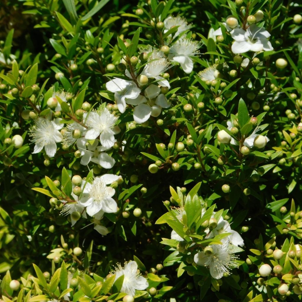 Myrtus communis Tarentina - Myrte commun 