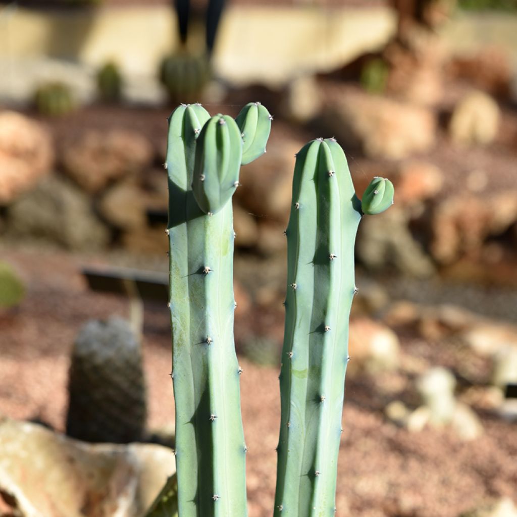 Myrtillocactus geometrizans - Chandelle Bleue