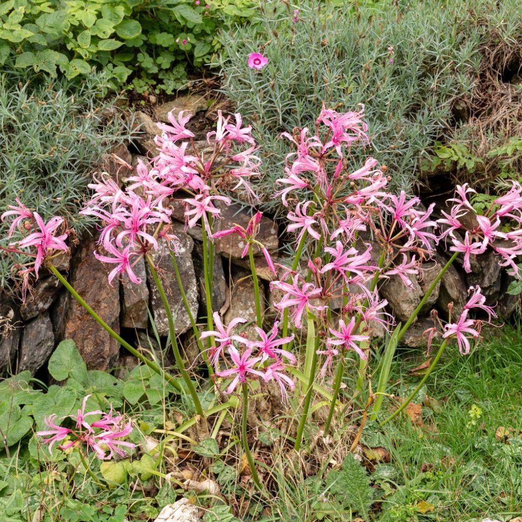 Nerine bowdenii type - Lis de Guernesey