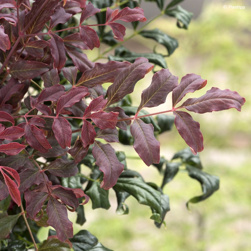 Nandina domestica Curly Obsessed - Bambou sacré