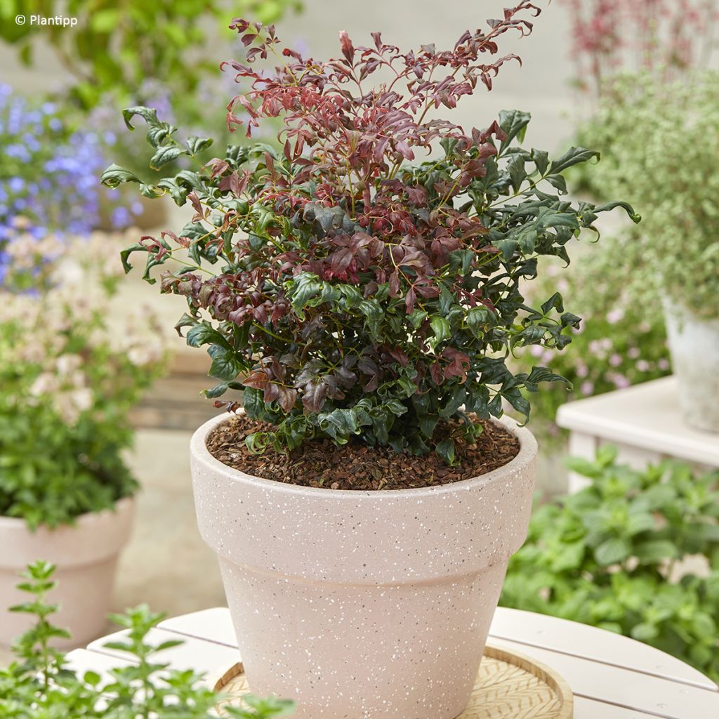 Nandina domestica Curly Obsessed - Bambou sacré