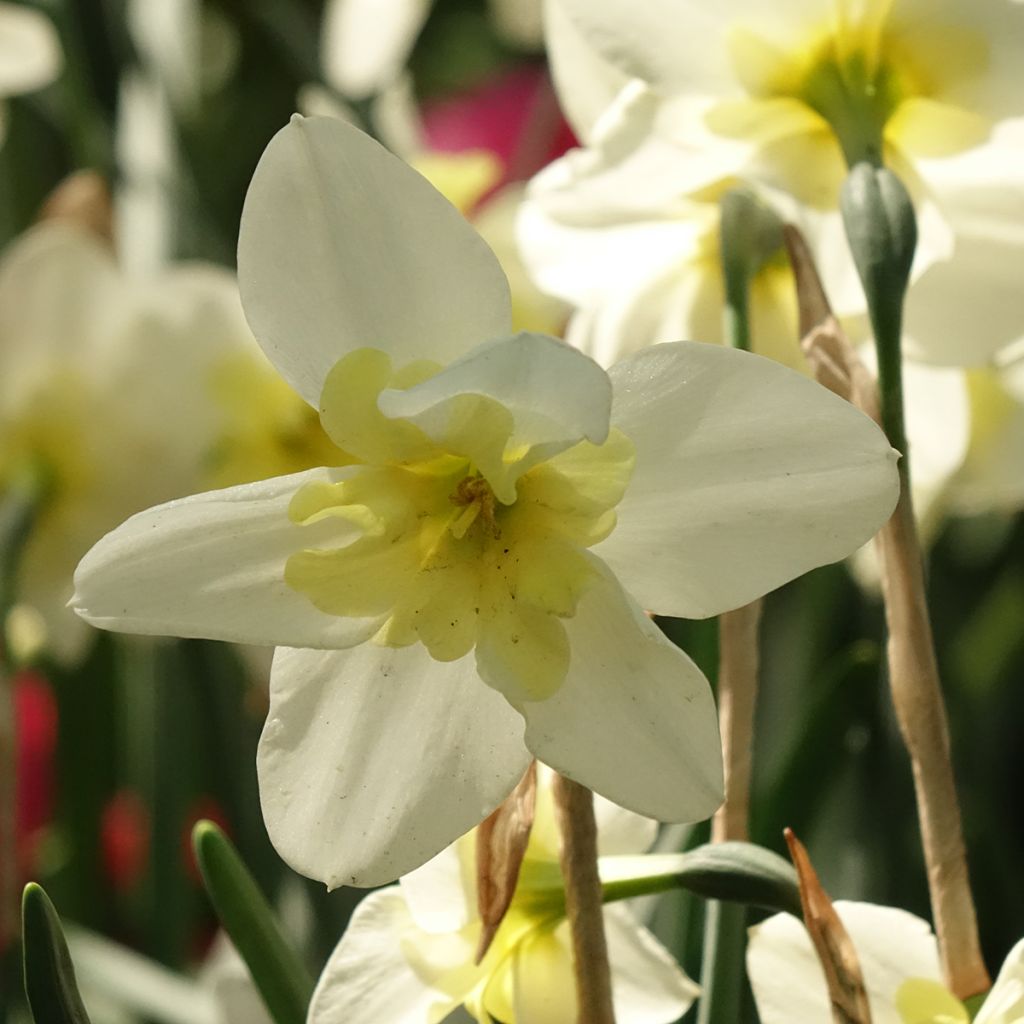 Narcisse Bella Estrella