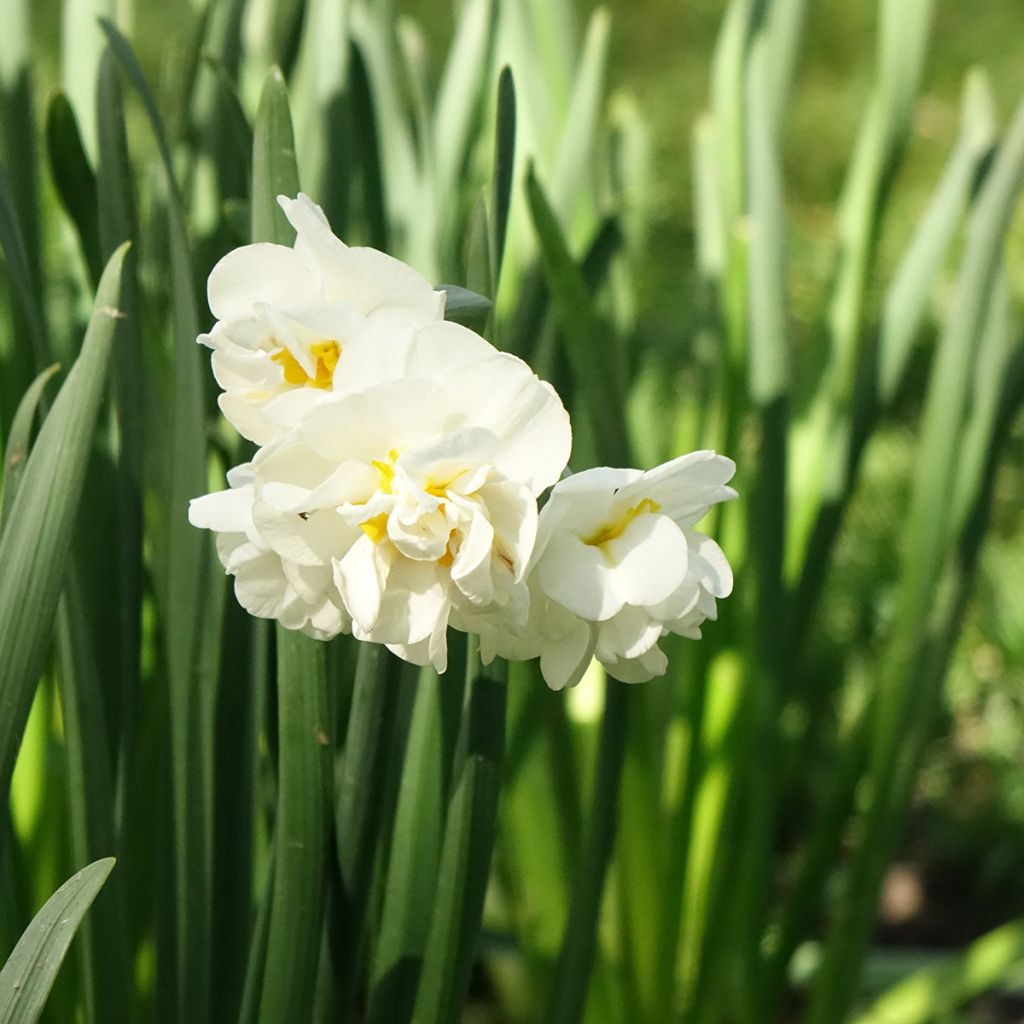 Narcisse Bridal Crown