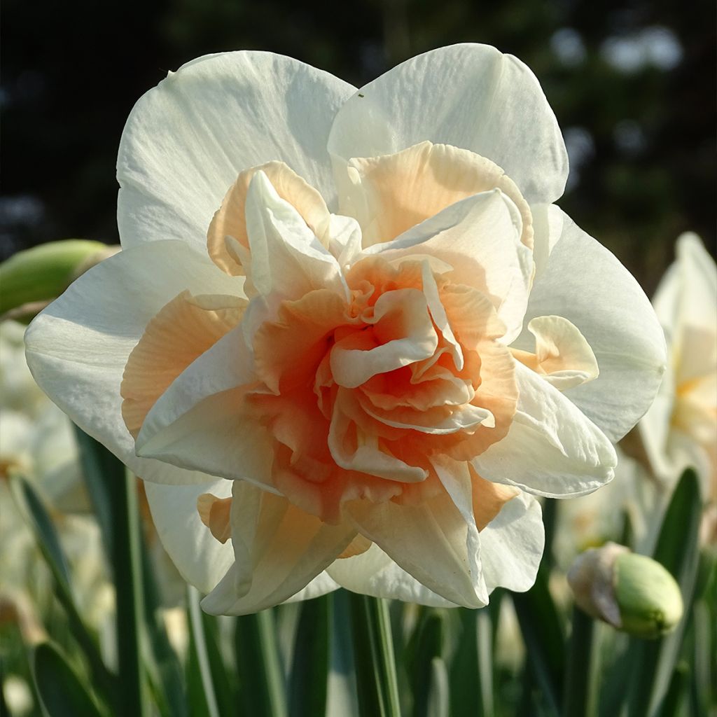 Narcisse Replete