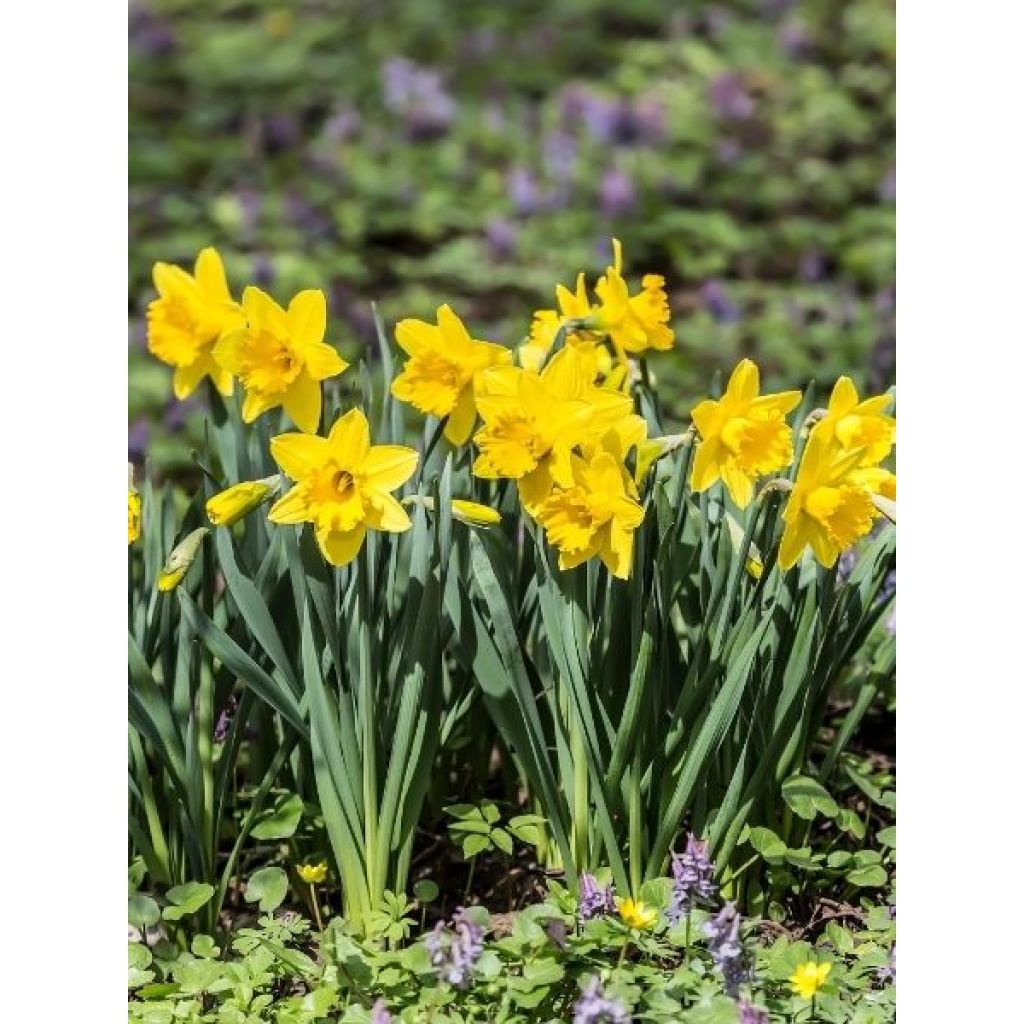Narcisse Dutch Master