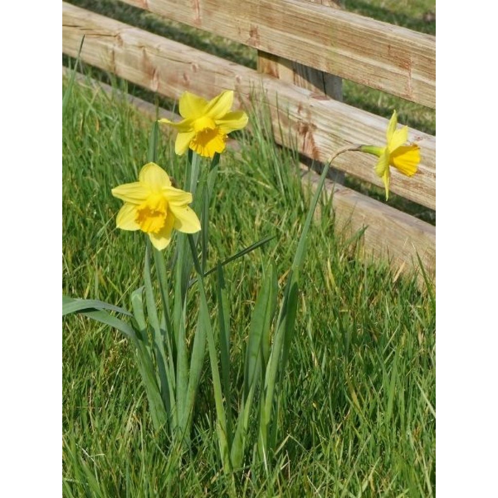 Narcisse Dutch Master