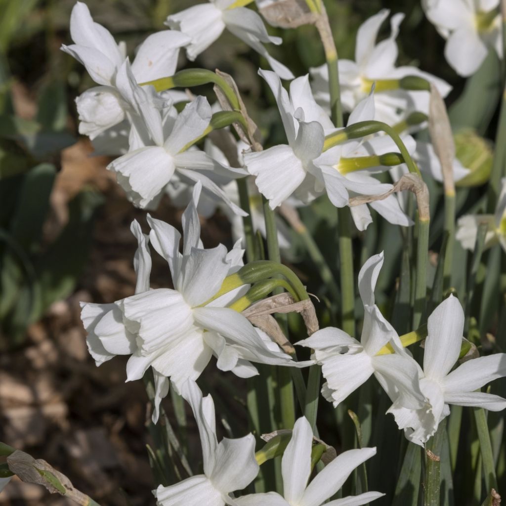 Narcisse triandrus Thalia