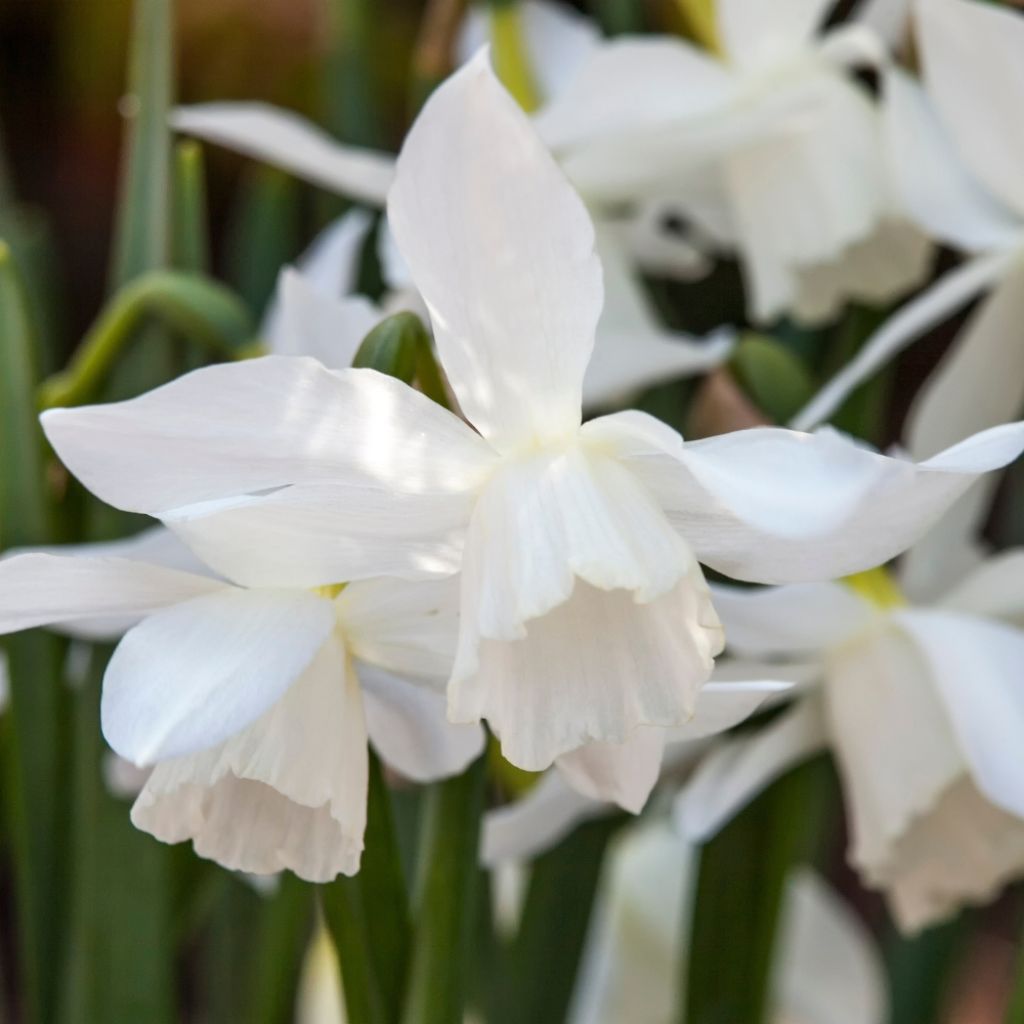 Narcisse triandrus Thalia