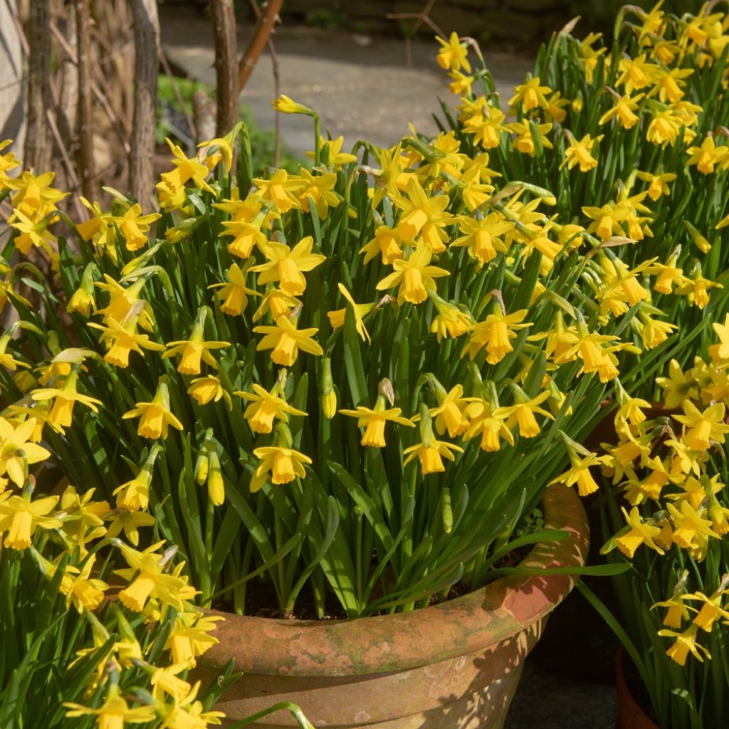 Narcisse Tête à Tête