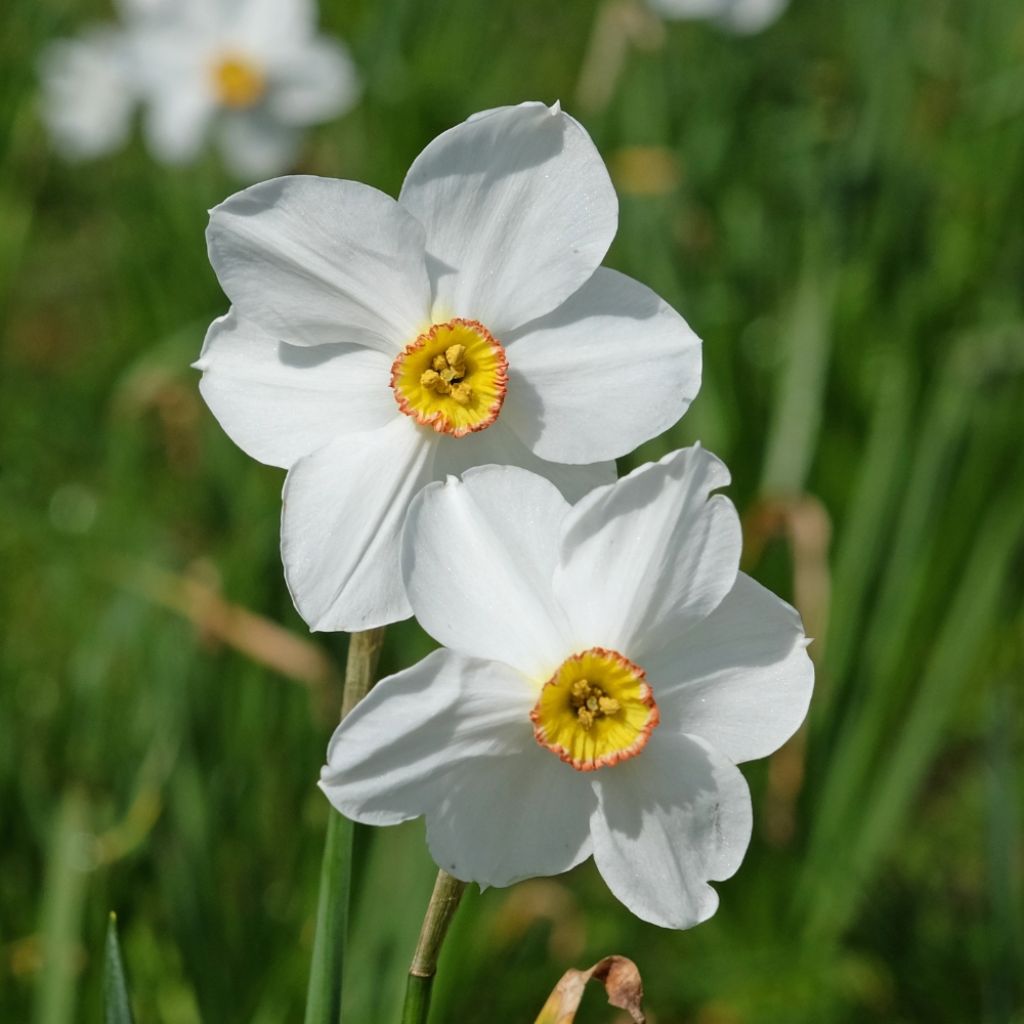 Narcisse poeticus Actaea