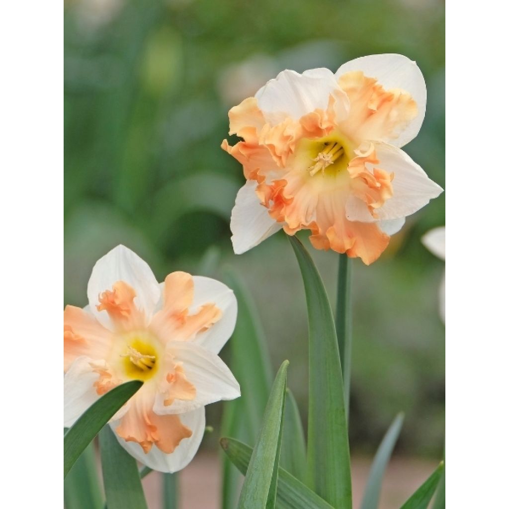 Narcisse papillon Apricot Whirl