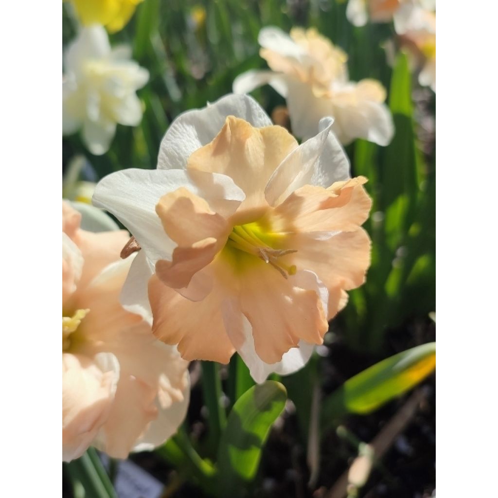 Narcisse papillon Apricot Whirl
