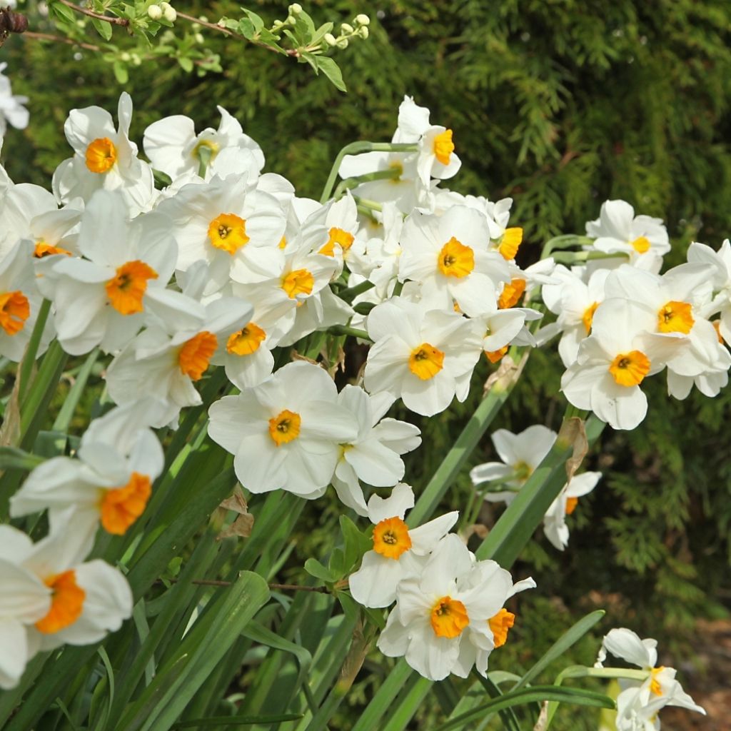 Narcisse tazette Geranium