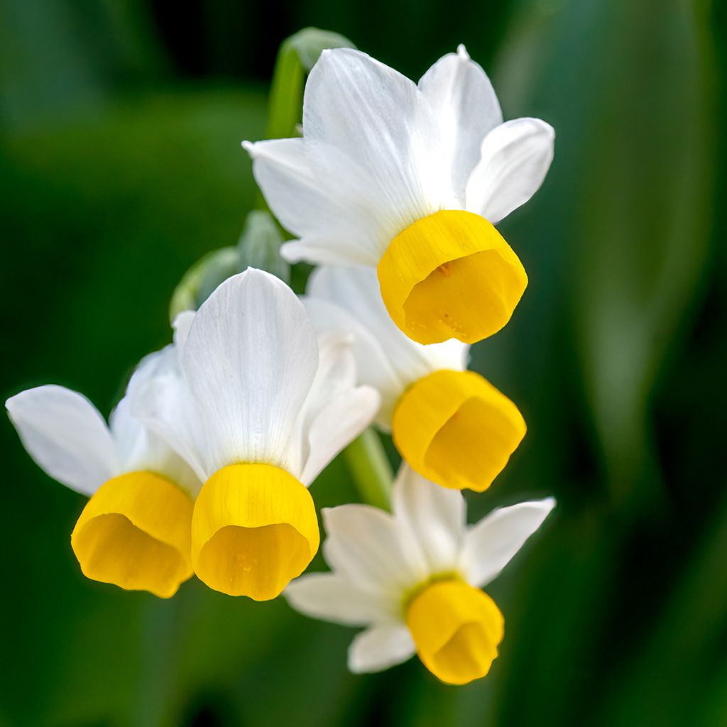 Narcisse tazetta Canaliculatus