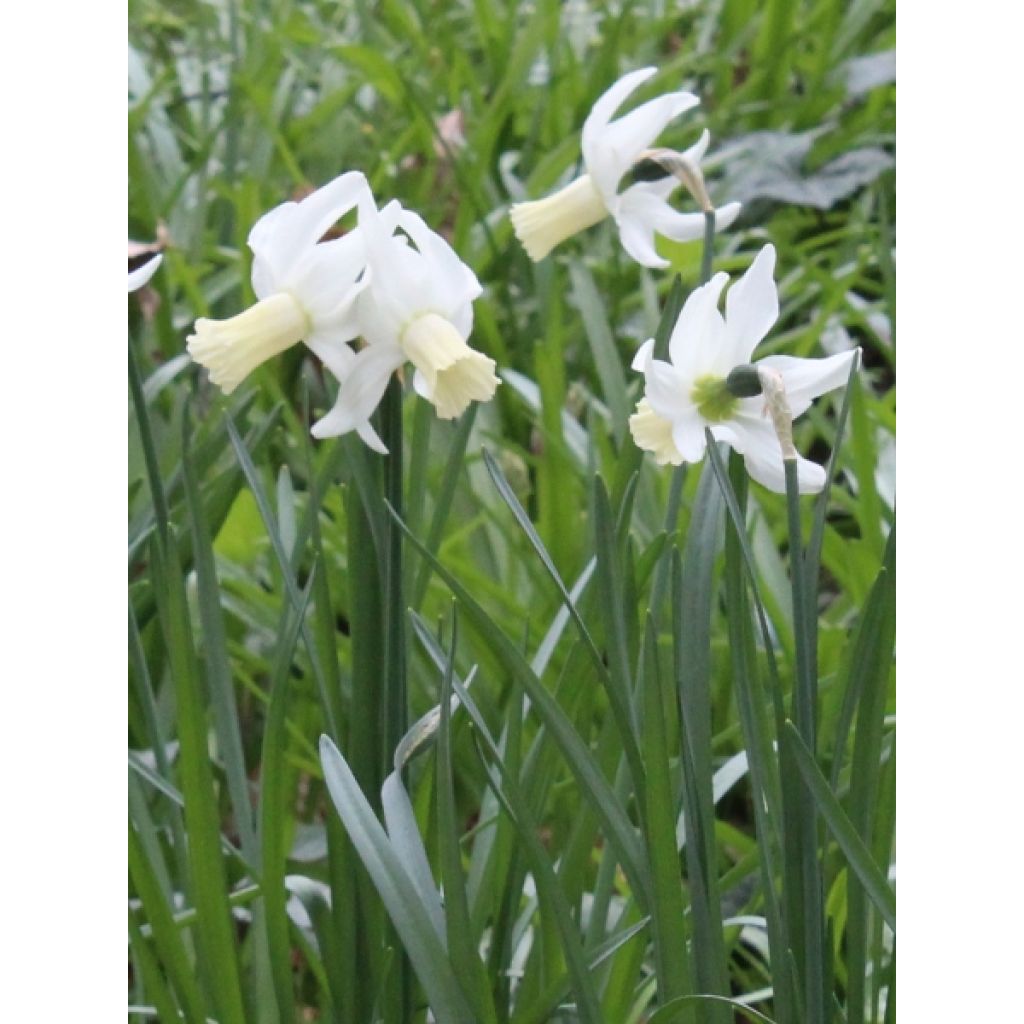 Narcisse Dutch Lemon Drops