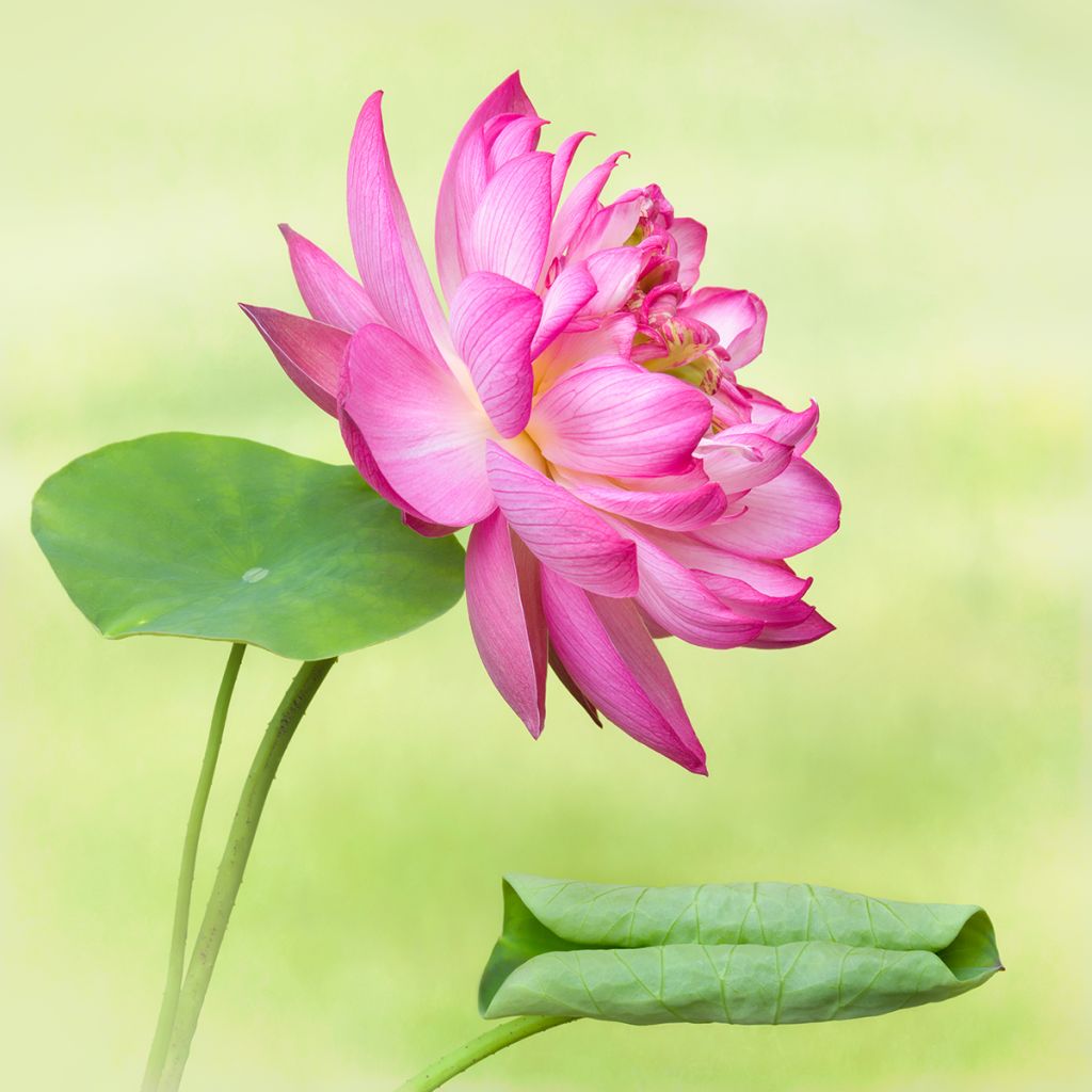 Nelumbo Elite Red - Lotus nain