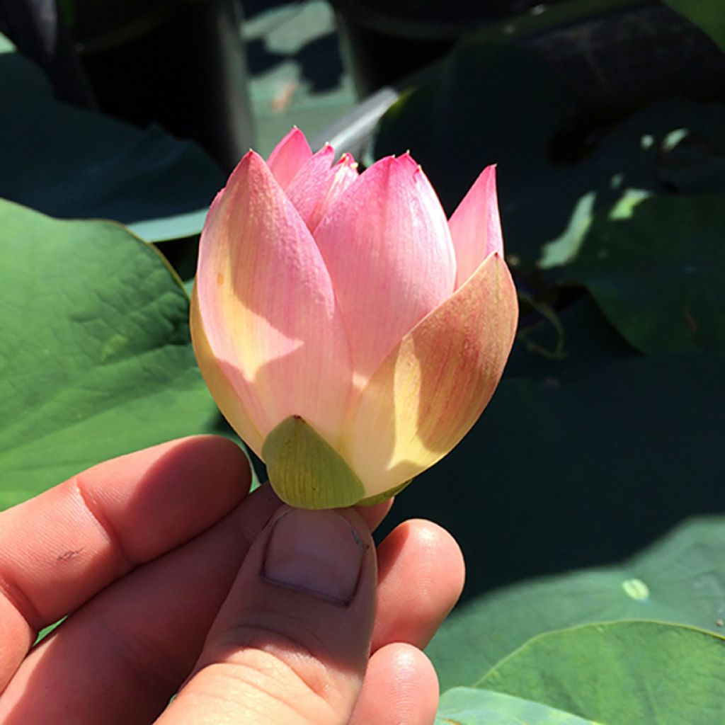 Nelumbo Princess Abby of Ten-Mile Creek - Lotus nain